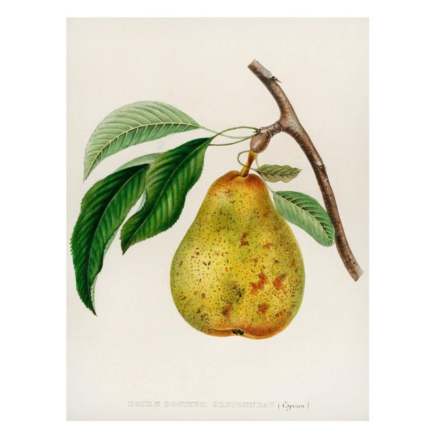Magnetic memo board - Botany Vintage Illustration Yellow Pear