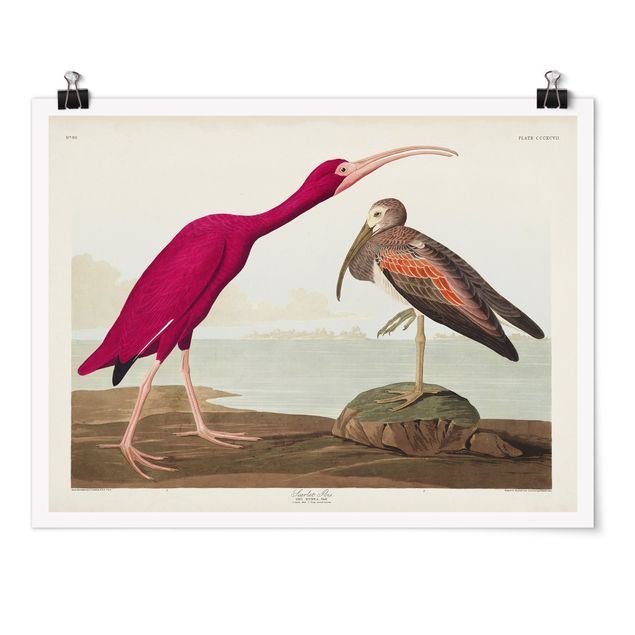 Poster - Vintage Board Red Ibis