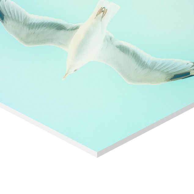 Hexagon Picture Forex - Blue Sky With Seagull