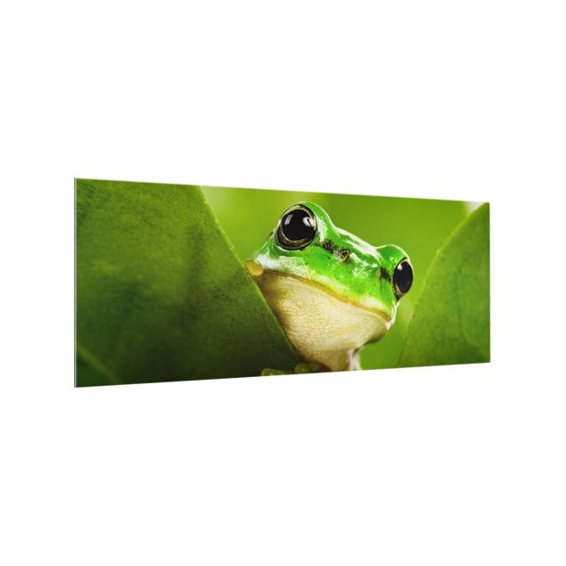 Splashback - Frog