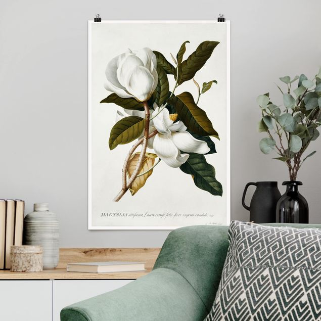 Poster art print - Georg Dionysius Ehret - Magnolia