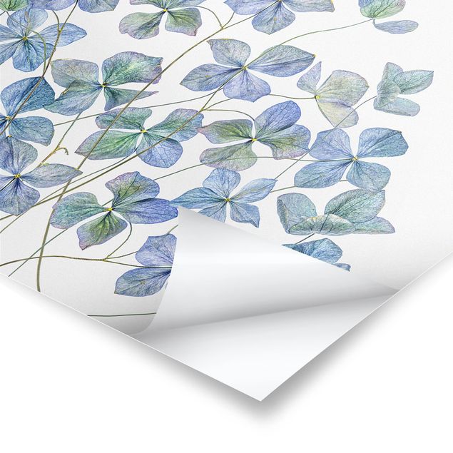 Poster - Blue Hydrangea Flowers