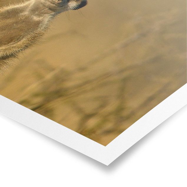 Panoramic poster animals - Meerkat Family