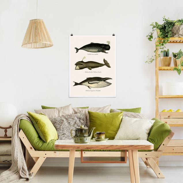 Poster - Three Vintage Whales
