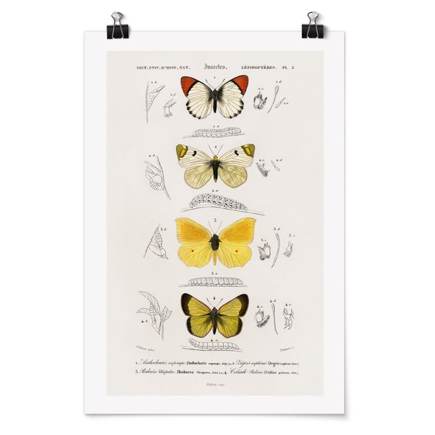 Poster - Vintage Board Butterflies II