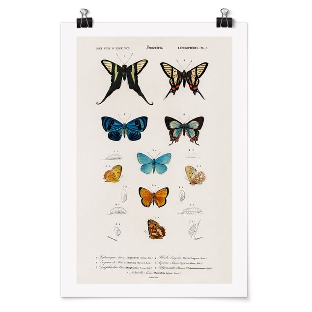 Poster - Vintage Board Butterflies I