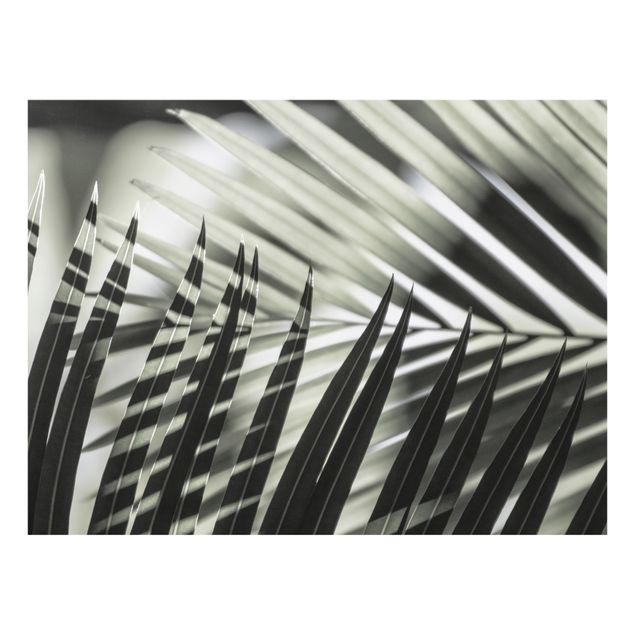 Splashback - Interplay Of Shaddow And Light On Palm Fronds - Landscape format 4:3