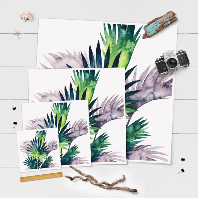 Poster - Exotic Foliage - Fan Palm