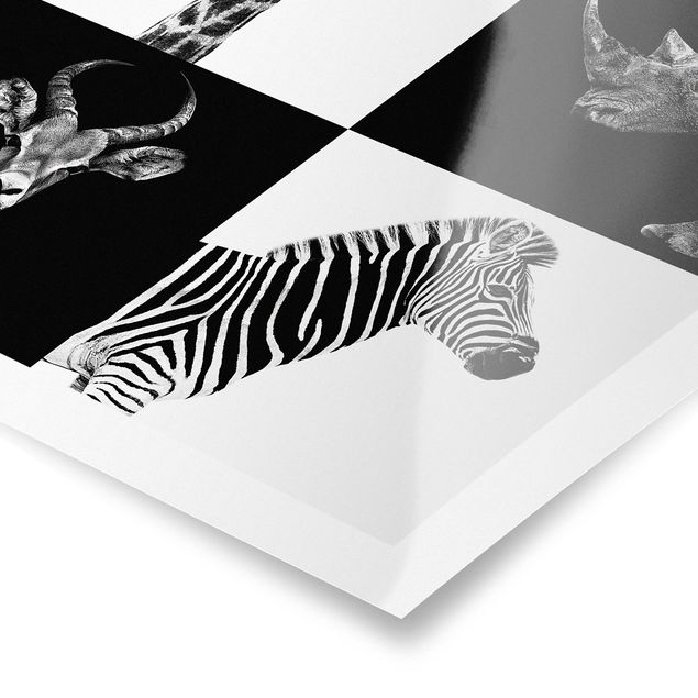 Poster - Safari Quartet