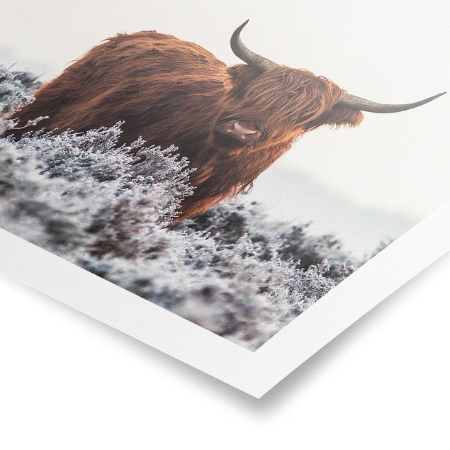 Poster - Bison In The Highlands