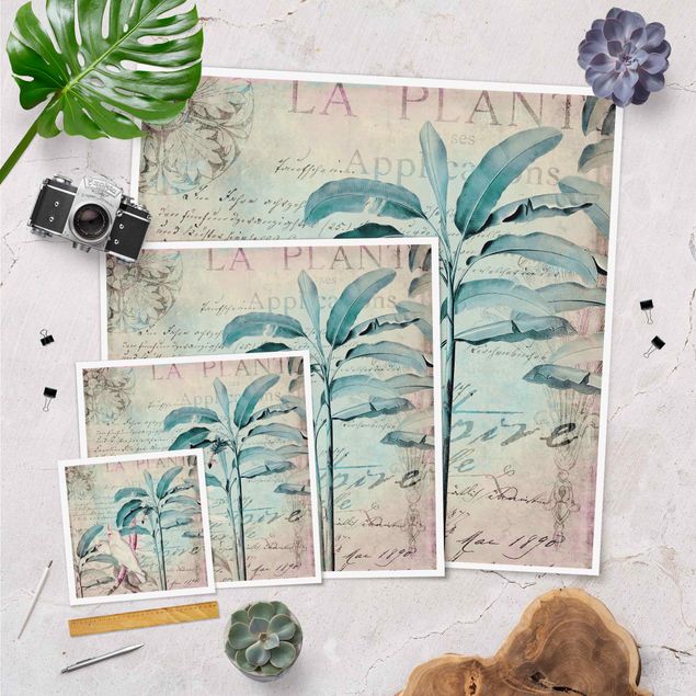 Poster - Colonial Style Collage - Cockatoos And Palm Trees