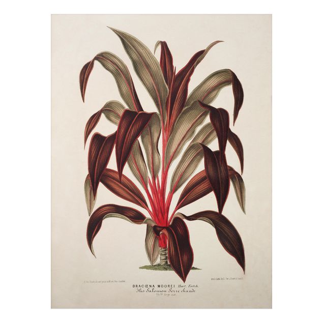 Print on aluminium - Botany Vintage Illustration Of Dragon Tree