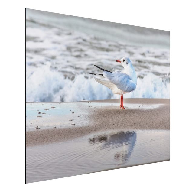 Aluminium dibond Seagull On The Beach In Front Of The Sea