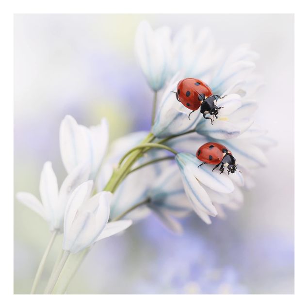 Glass Splashback - Ladybug On Flowers - Square 1:1