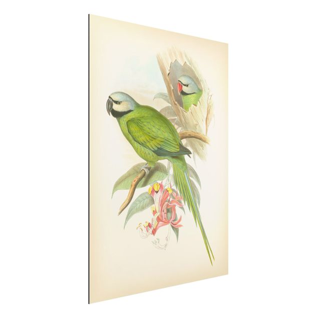 Dibond Vintage Illustration Tropical Birds II