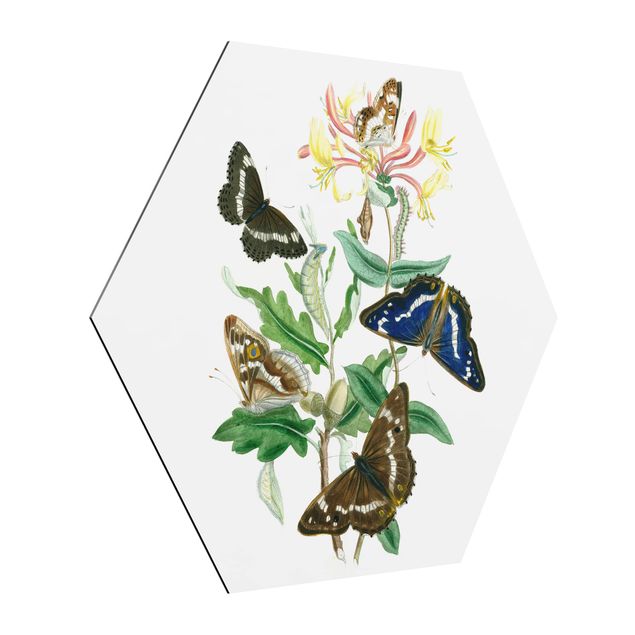Alu-Dibond hexagon - British Butterflies IV