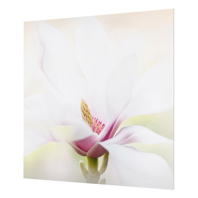 Glass Splashback - Delicate Magnolia Blossom - Square 1:1