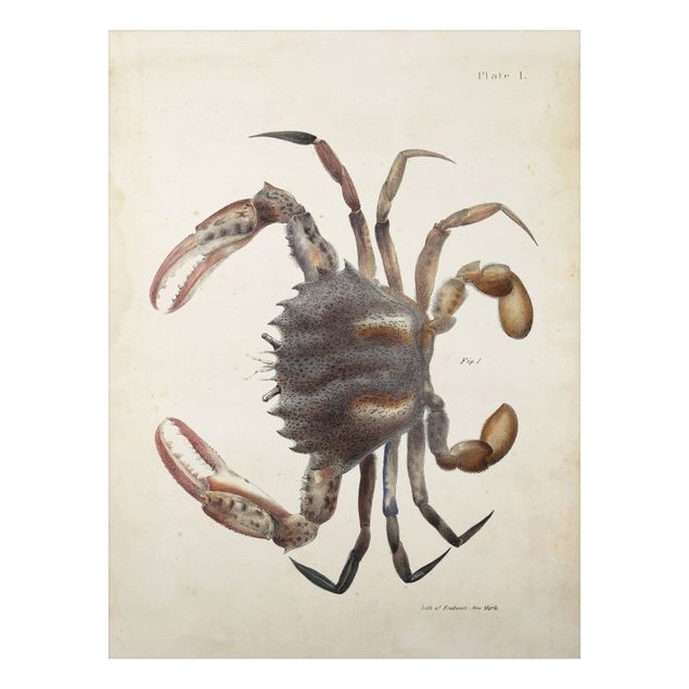 Print on aluminium - Vintage Illustration Crab