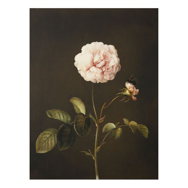 Print on aluminium - Barbara Regina Dietzsch - French Rose With Bumblbee