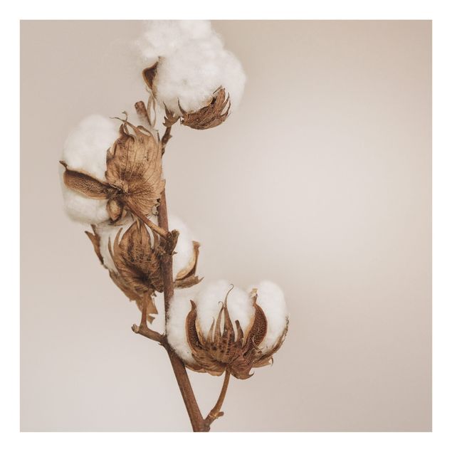 Splashback - Fragile Cotton Twig - Square 1:1