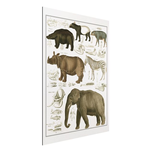 Dibond Vintage Board Elephant, Zebra And Rhino