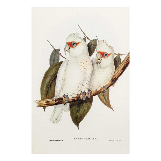 Glass print - Vintage Illustration White Cockatoo