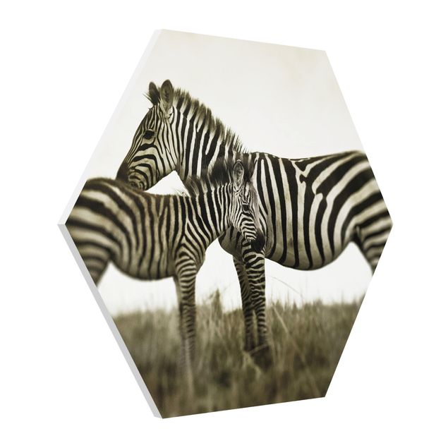 Forex hexagon - Zebra Couple