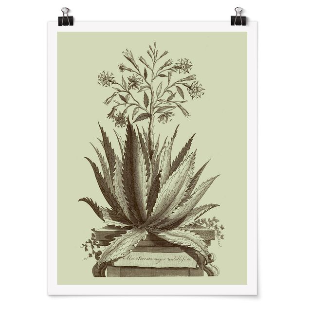 Poster - Vintage Aloe Serrata
