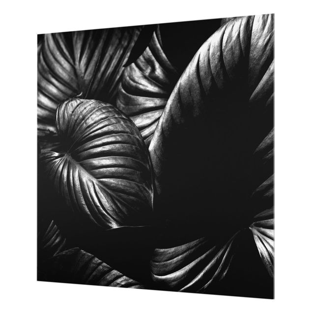 Splashback - Black And White Botany Hosta - Square 1:1