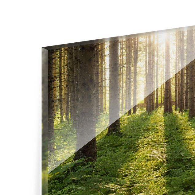 Glass Splashback - Sun Rays In Green Forest - Landscape 3:4