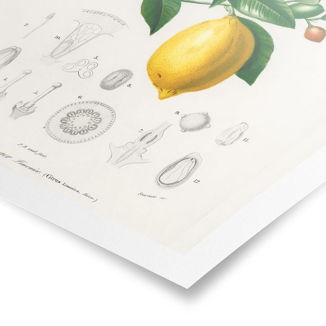 Poster - Botany Vintage Illustration Of Lemon