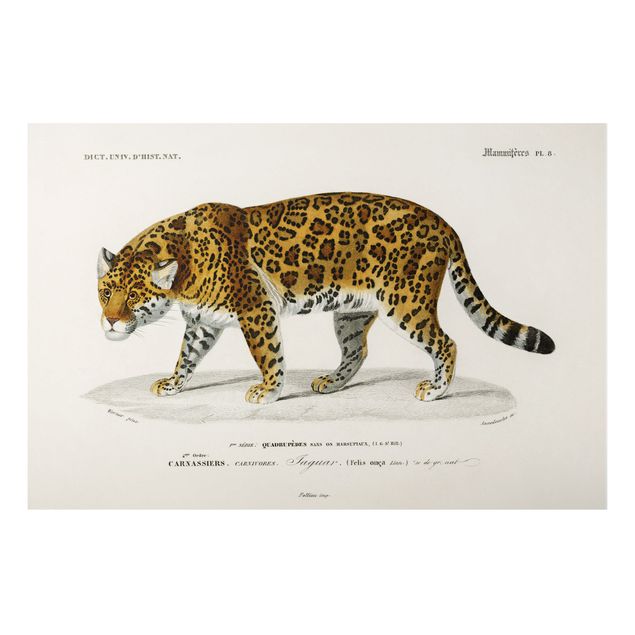 Print on aluminium - Vintage Board Jaguar