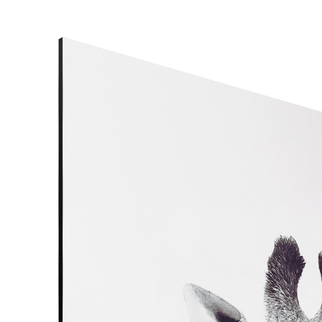 Print on aluminium - Giraffe Portrait In Black And White
