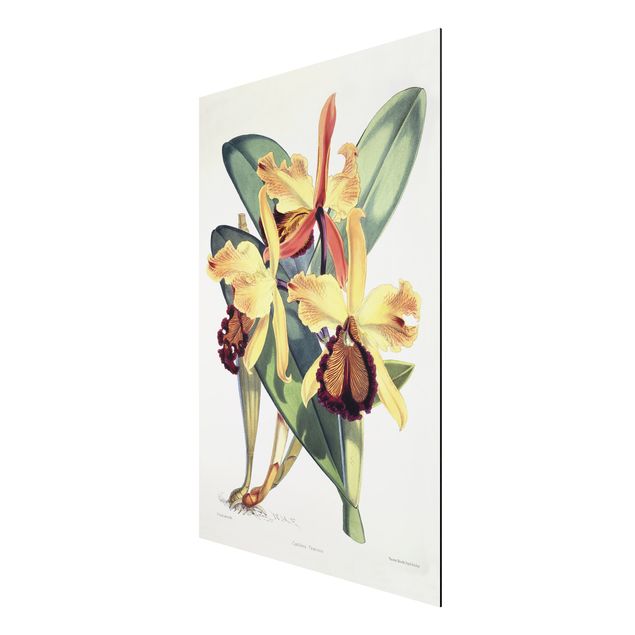 Print on aluminium - Walter Hood Fitch - Orchid