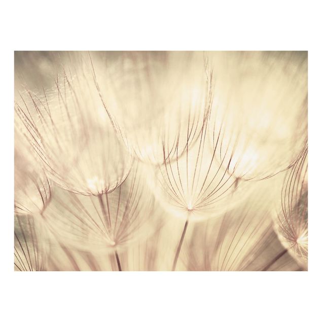 Glass Splashback - Dandelions Close-Up In Homely Sepia Tones - Landscape 3:4