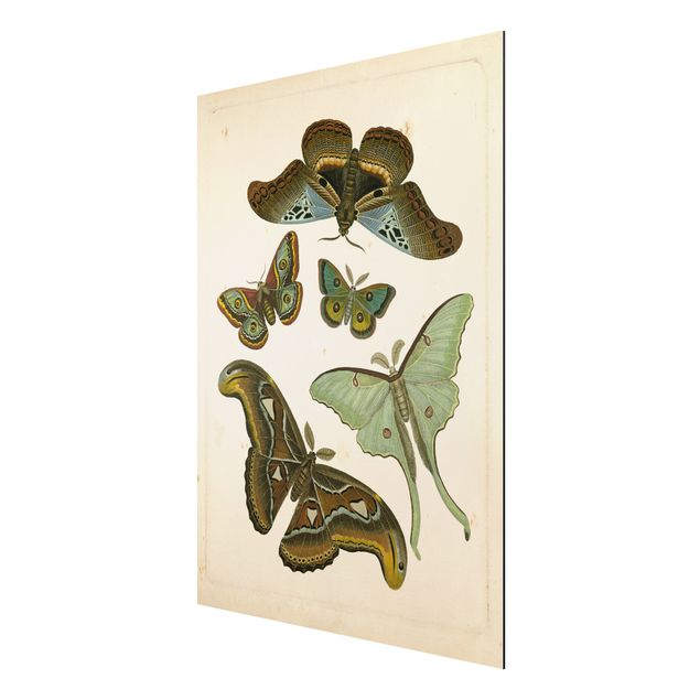 Print on aluminium - Vintage Illustration Exotic Butterflies II