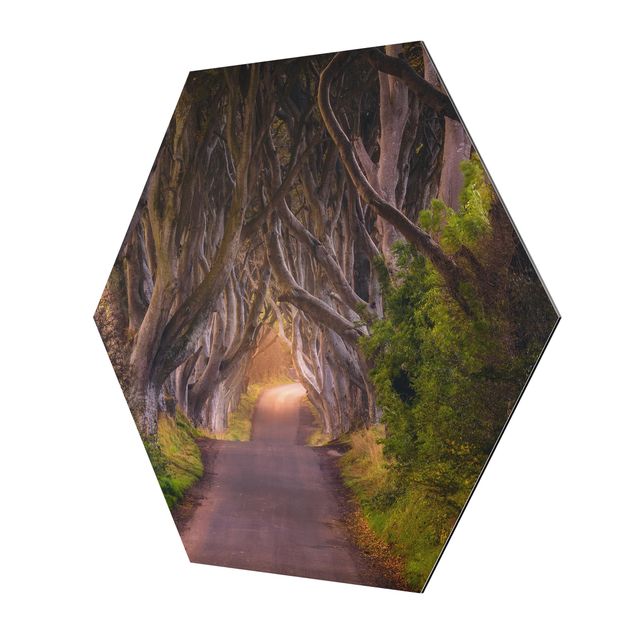 Alu-Dibond hexagon - Tunnel Of Trees