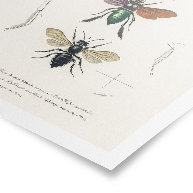 Poster - Vintage Board Insects