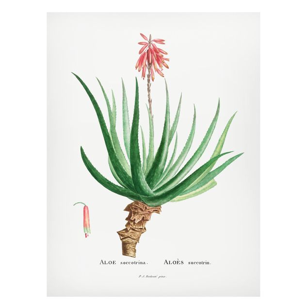 Magnetic memo board - Botany Vintage Illustration Aloe Pink Blossom