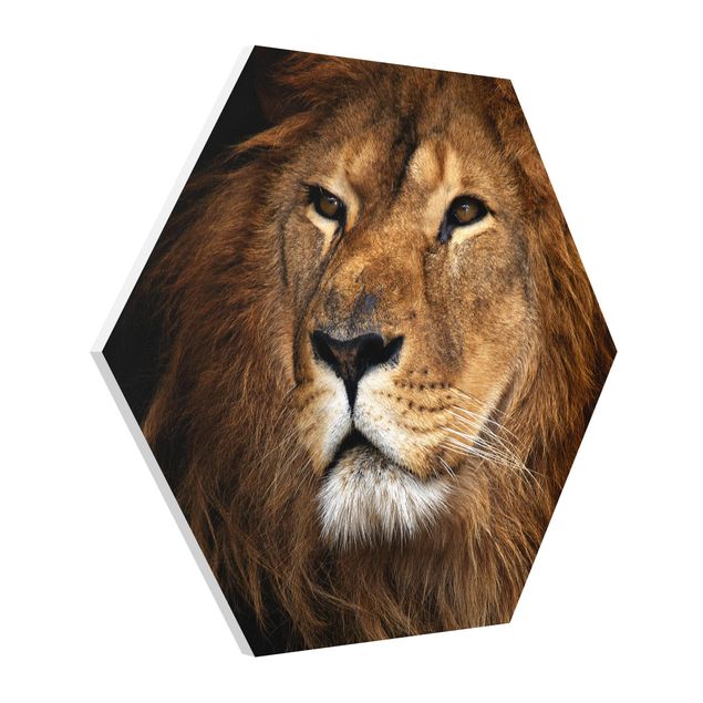 Forex hexagon - Lion's Gaze