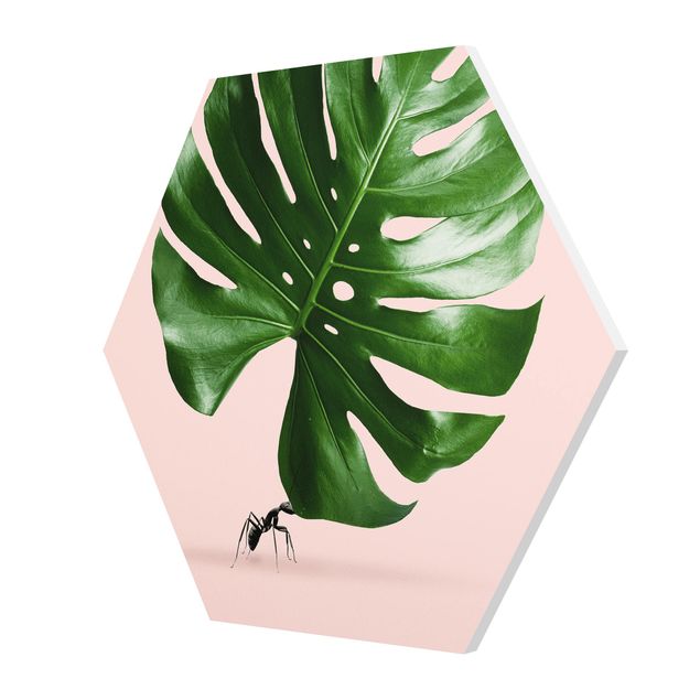 Forex hexagon - Ant With Monstera Leaf