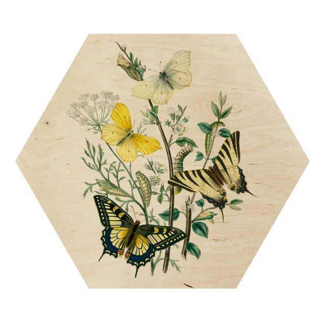 Wooden hexagon - British Butterflies III