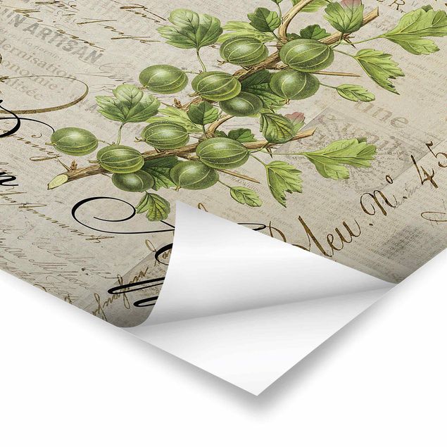 Poster - Shabby Chic Collage - Gooseberry