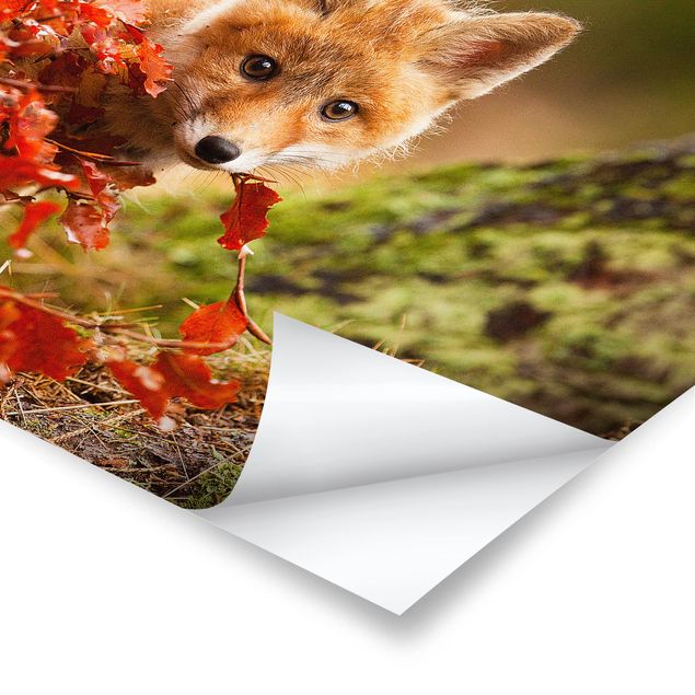 Poster - Fox In Autumn