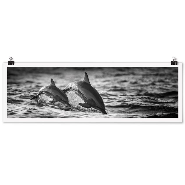 Panoramic poster animals - Two Jumping Dolphins