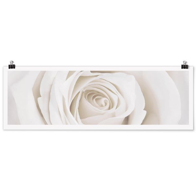 Panoramic poster flowers - Pretty White Rose