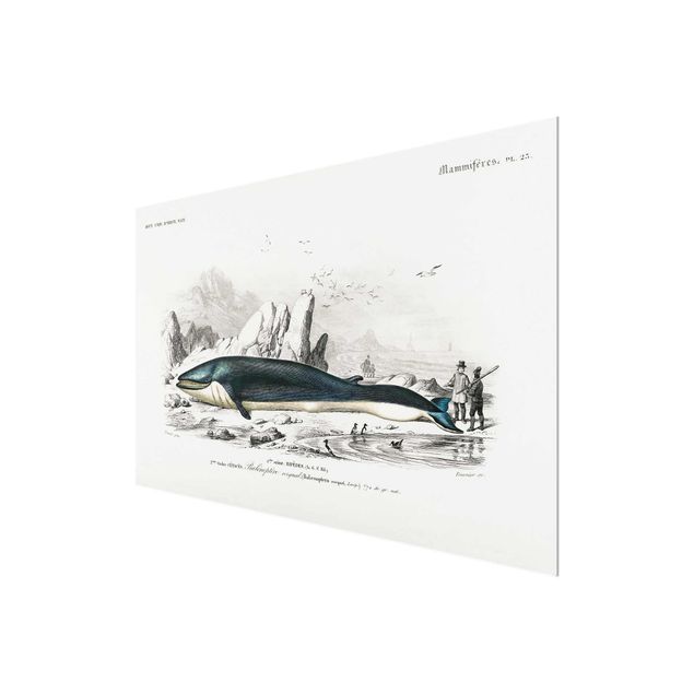 Glass print - Vintage Board Blue Whale