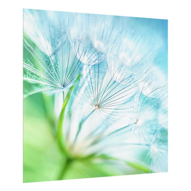 Glass splashback Abstract dandelion