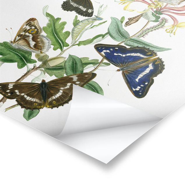 Poster - British Butterflies IV