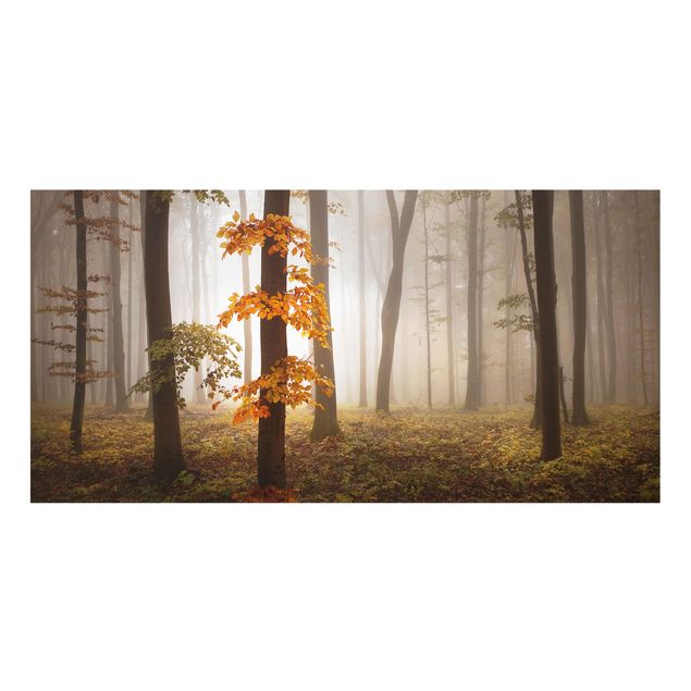 Splashback - November Forest